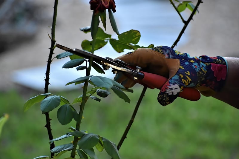 Pruning Guidelines