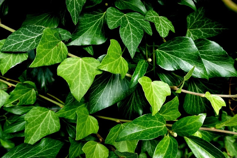 Ivy Plant