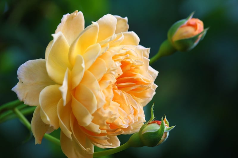 Climbing Roses