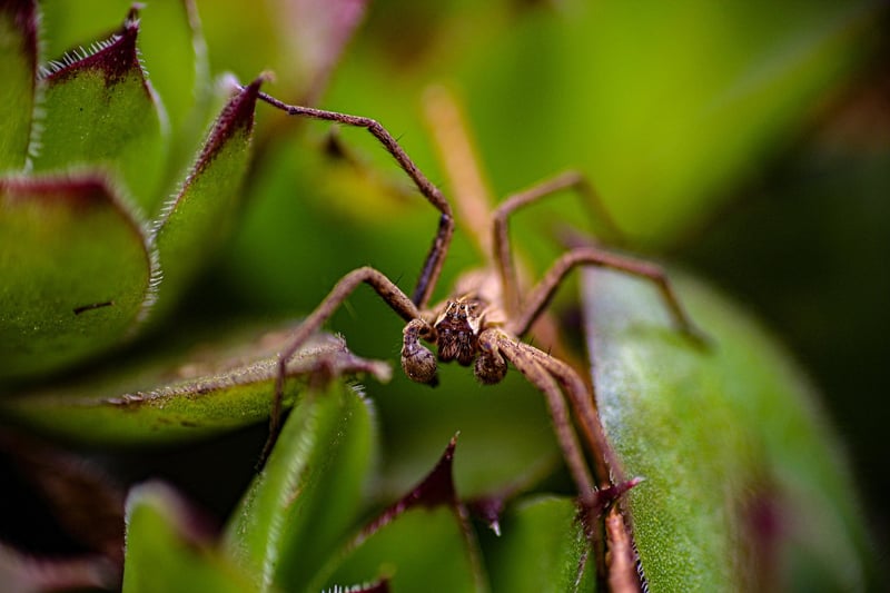 Spider plant